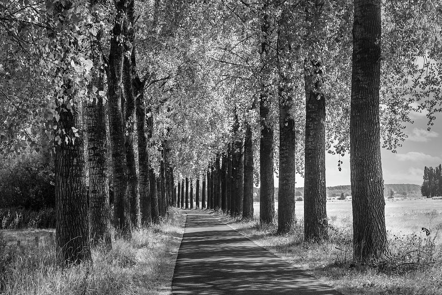 Trees along the Path Black and White Photograph by Debra and Dave Vanderlaan