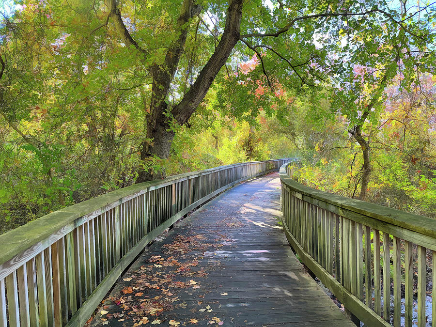 Trees and Boardwalk at Audubon Center Rhode Island Photograph by Nancy De Flon