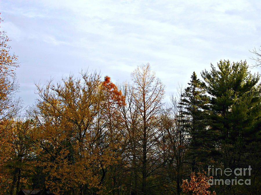 Trees And Branches In The Fall Photograph