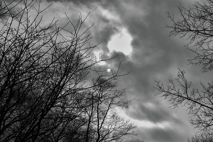 Trees and clouds in black and white Photograph by Alan Goldberg