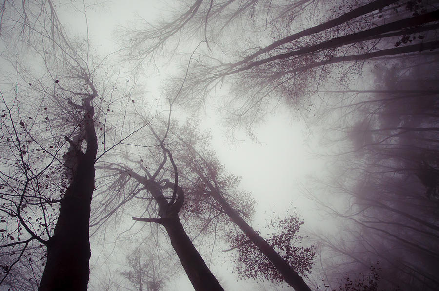 Trees And Dark Foggy Day Photograph by Vidka