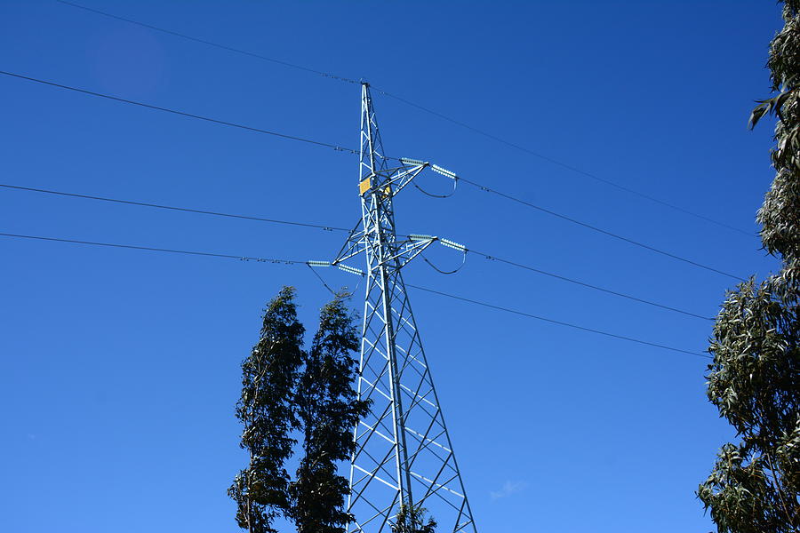 Trees and Electricity Photograph by Brigitta Diaz Pixels