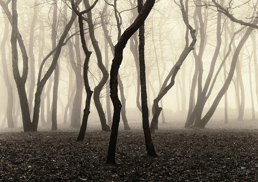 Trees and Fog No. 1 Photograph by David Gordon