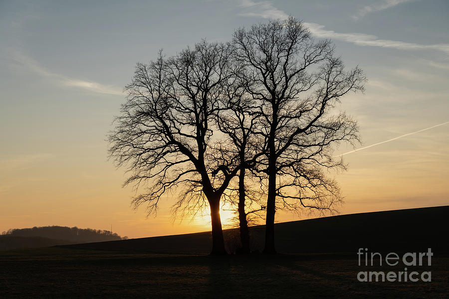 Trees and golden evening light in winter Photograph by Adriana Mueller