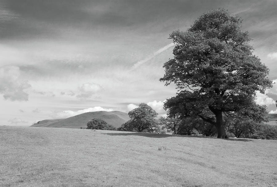 Trees and Hills Photograph by Richard Donovan