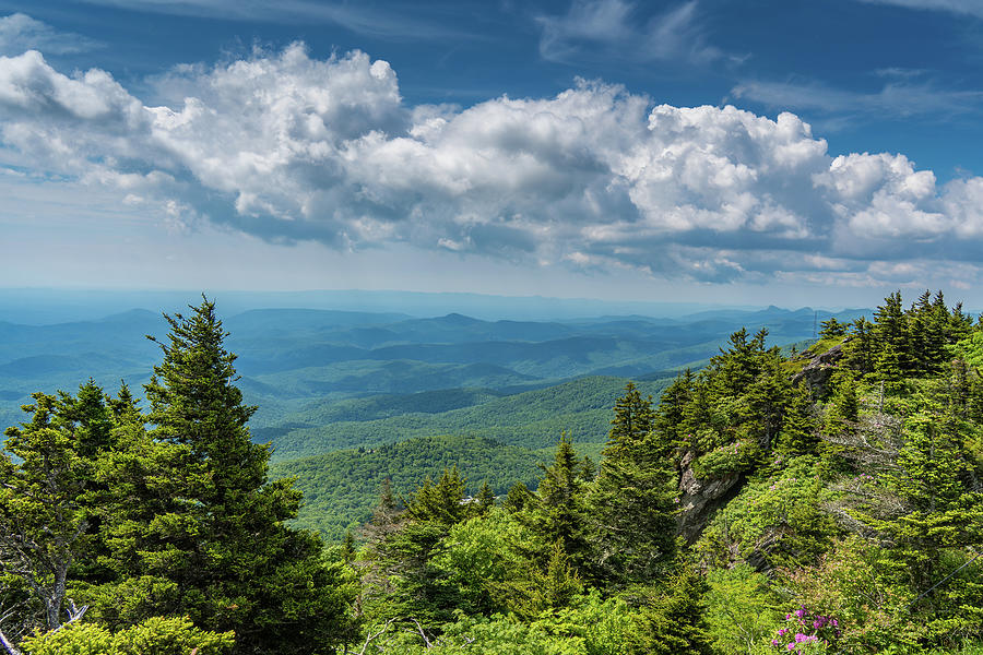 Trees and Horizon View Photograph by Anthony George Visuals - Fine Art ...