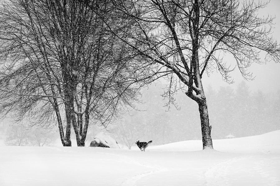 Trees and Husky in the Snow Photograph by Wei Wang