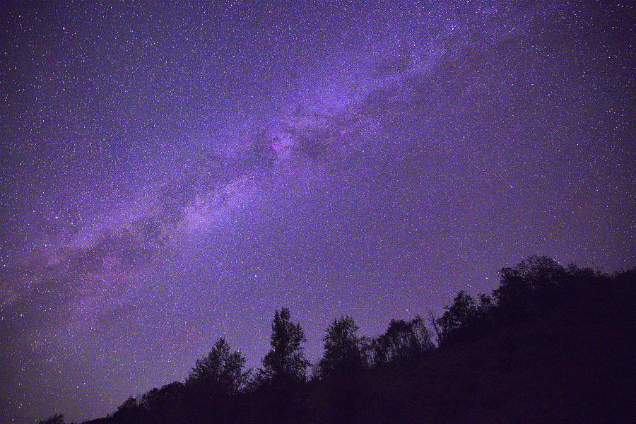 Trees and Milky Way Photograph by Scott Mahon