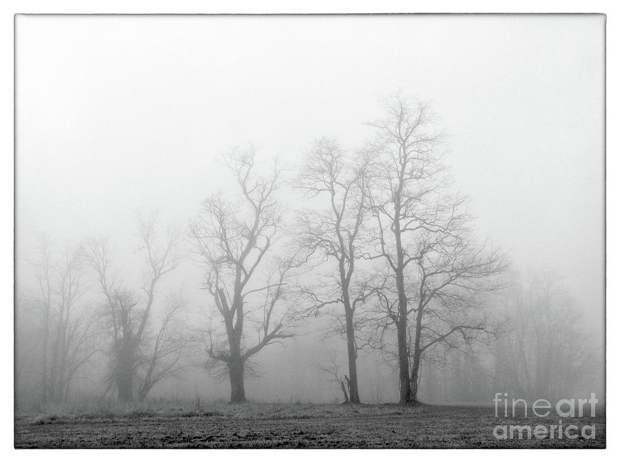 Trees and Mist - BWM000066 Photograph by Daniel Dempster