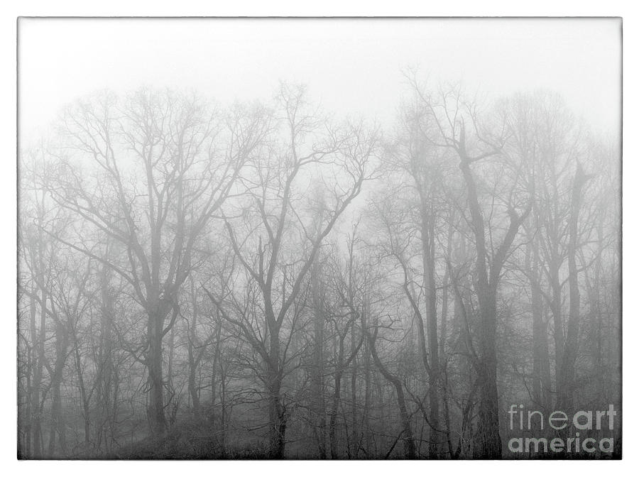 Trees and Mist - BWM000068 Photograph by Daniel Dempster