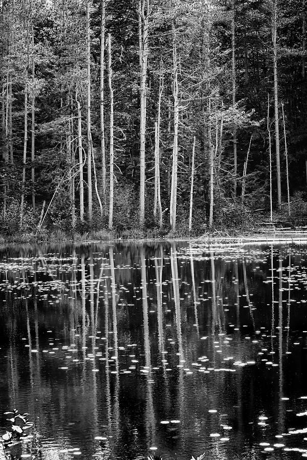 Trees And Pond Photograph by Tom Singleton