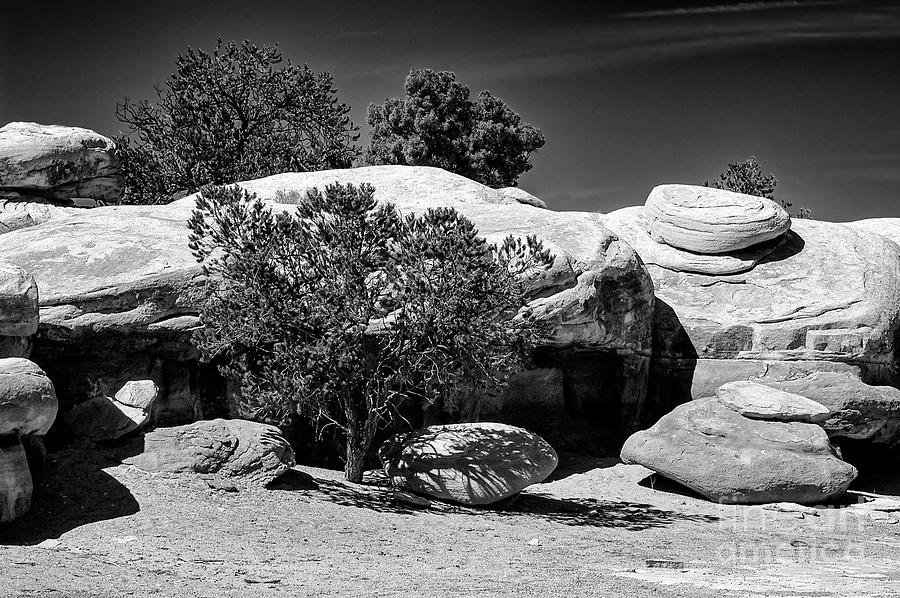 Trees and Rock Formations on Pothole Point Trail 2 Photograph by Bob Phillips