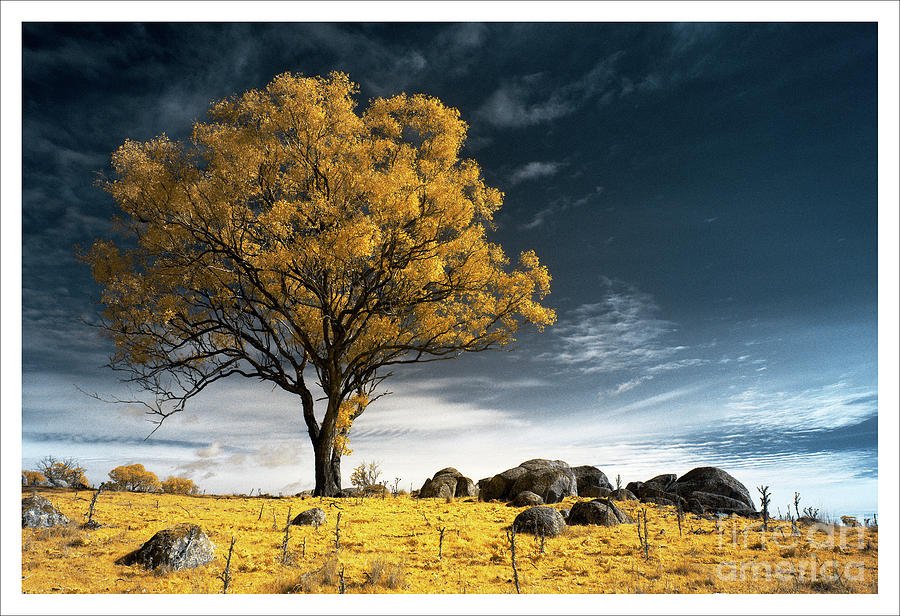 Trees and Rocks 2 by Russell Brown Trees and Rocks 2 by Russell Brown