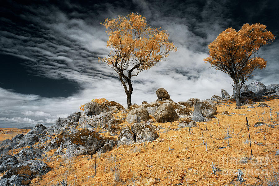 Trees and Rocks 4 by Russell Brown Trees and Rocks 4 by Russell Brown