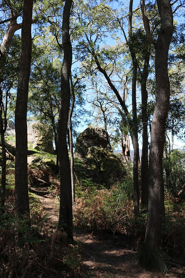 Trees And Rocks And Shadows Photograph