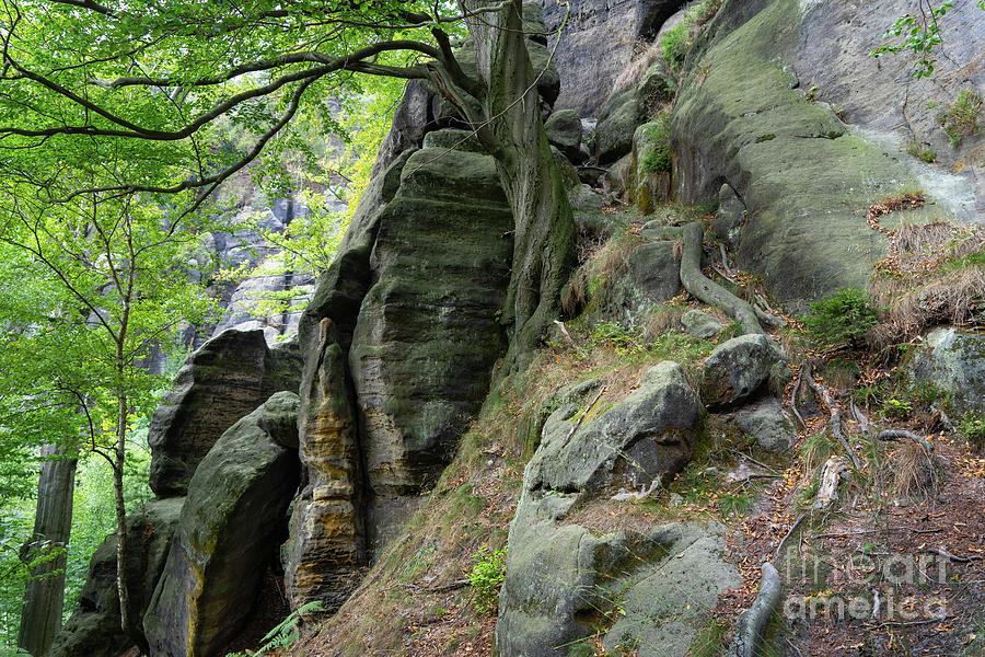 Trees and Rocks in the Elbe Sandstone Mountains Photograph by Adriana Mueller