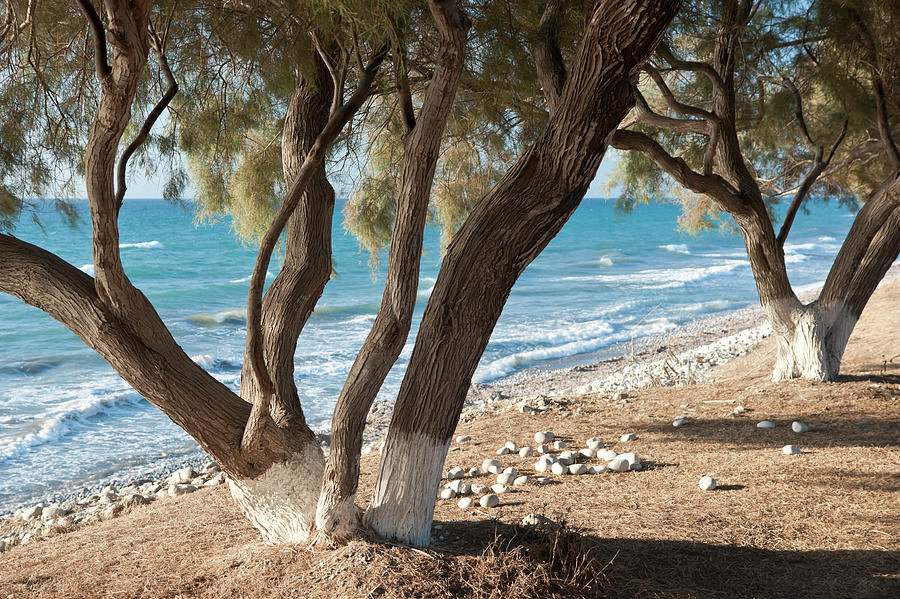 Trees and sea Photograph by Anna Kluba