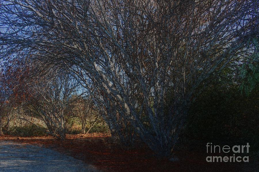 Trees and Seasons Photograph by Katherine Erickson