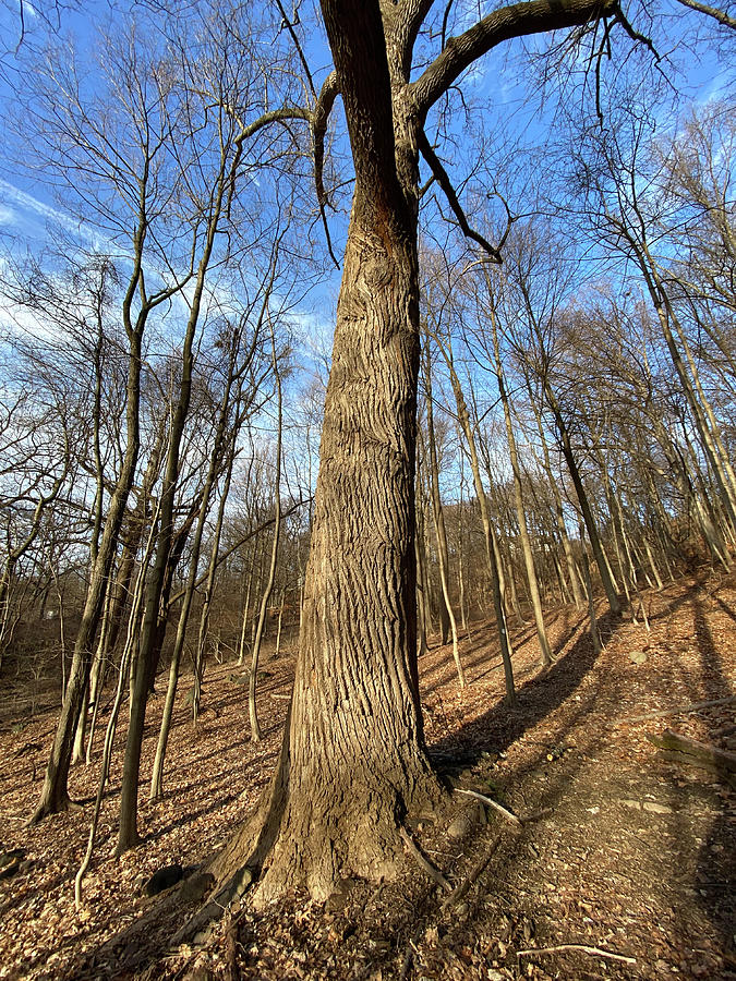 Trees and Shadows Photograph by Stephen Jacoby - Fine Art America