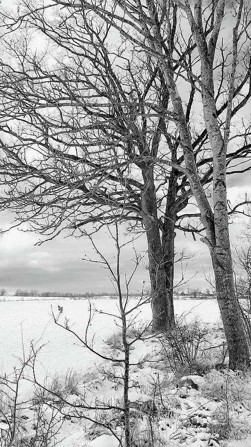 Trees and Snow Photograph by Elaine Berger