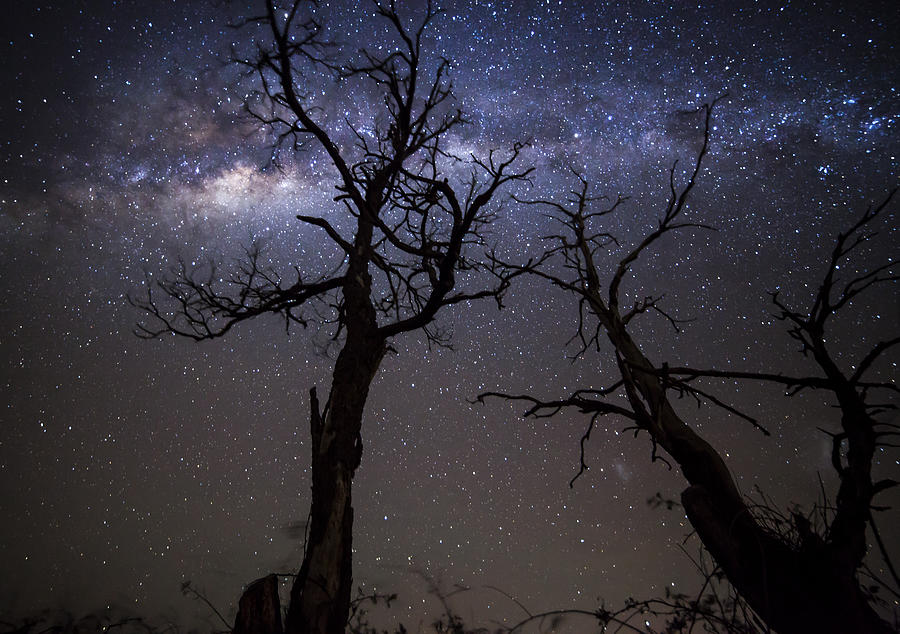 Trees and stars Photograph by Jordanwhipps1987