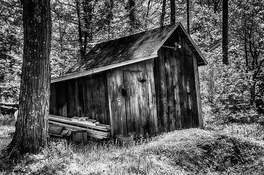 Trees and Storage Shed in the Woods Photograph by Alan Goldberg