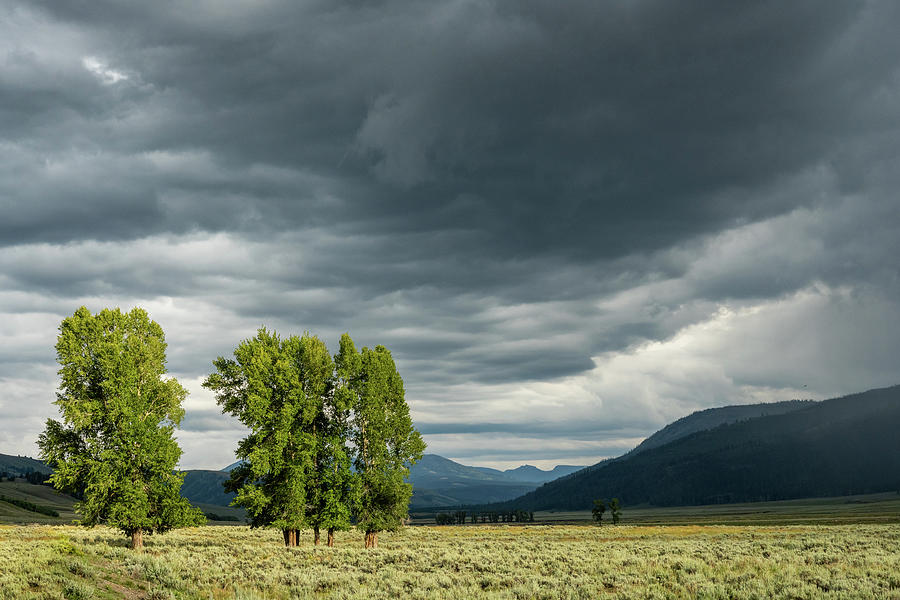 Trees and Storm Photograph by Kelly VanDellen