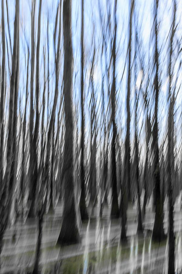 Trees and Swamp 2-ICM Photograph by Charles Hite