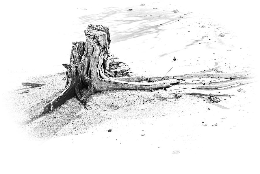 Trees-Another Sandy Tree Stump Photograph by Judy Wolinsky