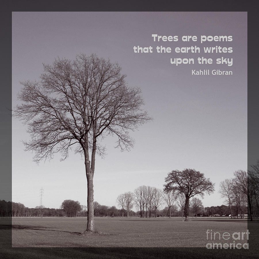 Trees are poems Photograph by Heidi De Leeuw