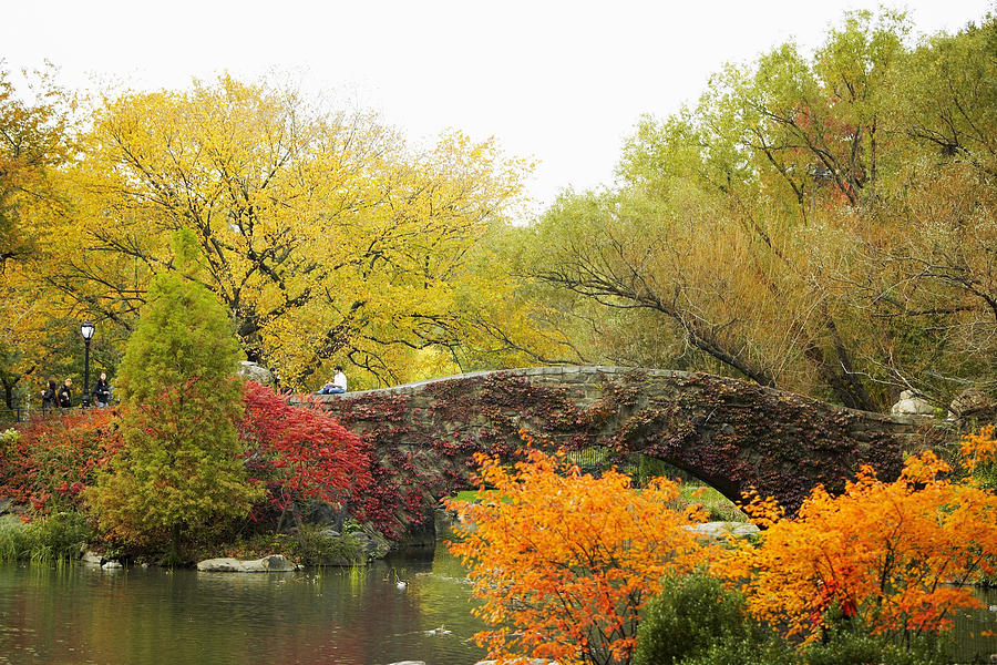 Trees around a footbridge, Central Park, Manhattan, New York City, New York State, USA Photograph by Glowimages