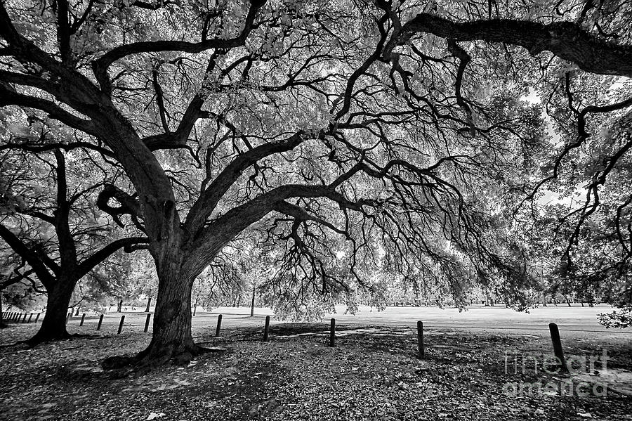 Trees Around the Golf Course Photograph by Norman Gabitzsch