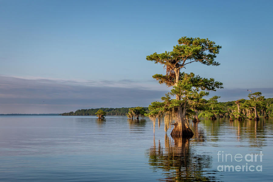 Trees at Blue Cypress Photograph by Tom Claud