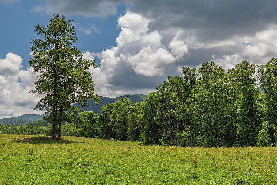 Trees at Cades Cove Photograph by Claudia Domenig - Fine Art America