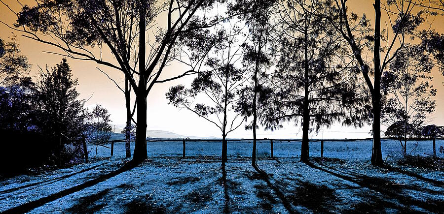Trees at Dawn Landscape Photograph by Carol Walden Trees at Dawn Landscape Photograph by Carol Walden