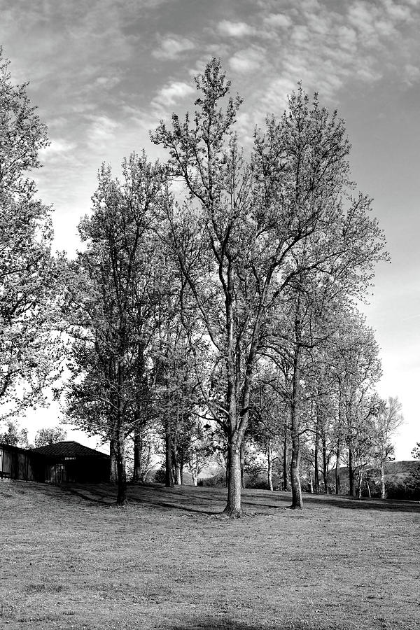 Trees At Irvine Regional Park Photograph