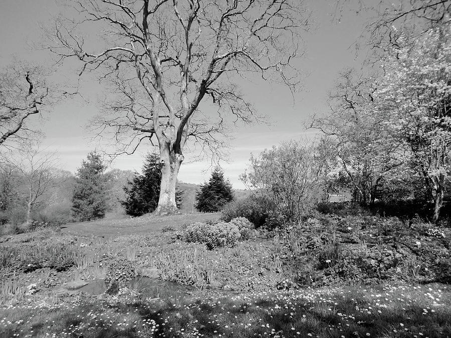 Trees at Springtime black and white Photograph by Mark Woollacott
