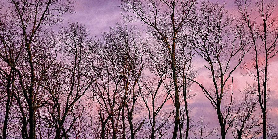 Trees At Sunset.  Photograph by Jeff Sinon