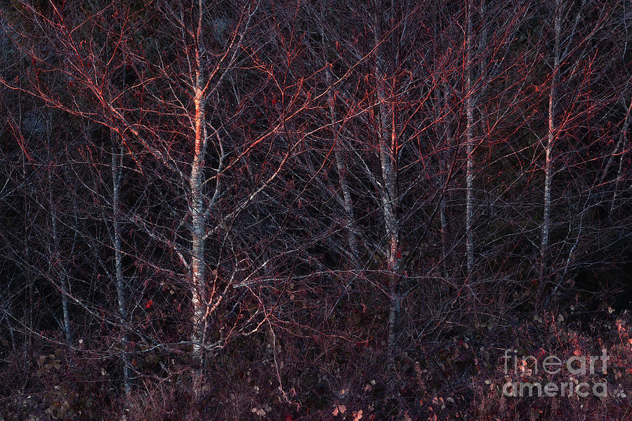 Trees at Sunset Photograph by Masako Metz