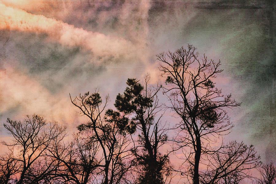Trees at sunset Photograph by Yasmina Baggili