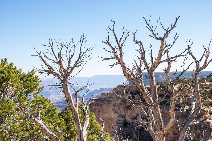 Trees At The Grand Canyon Photograph