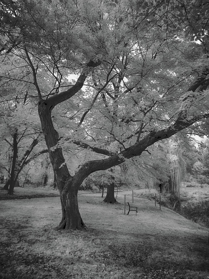 Trees at the park in black and white Photograph by Alan Goldberg