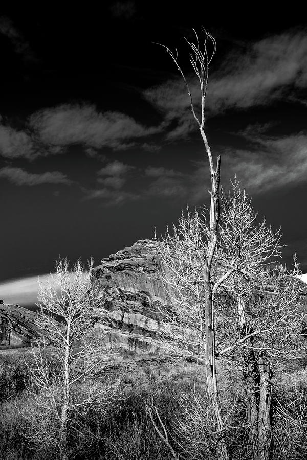 Trees at the Red Rocks Photograph by David Patterson