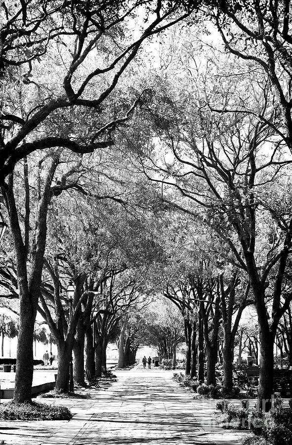 Trees at Waterfront Park in Charleston Photograph by John Rizzuto
