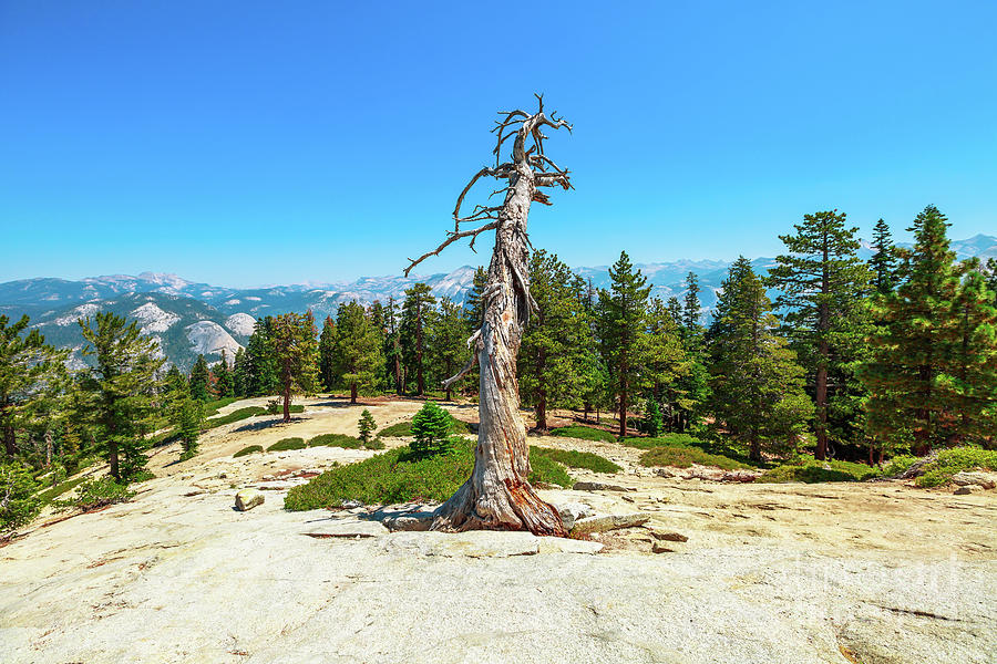 trees at Yosemite summit Photograph by Benny Marty