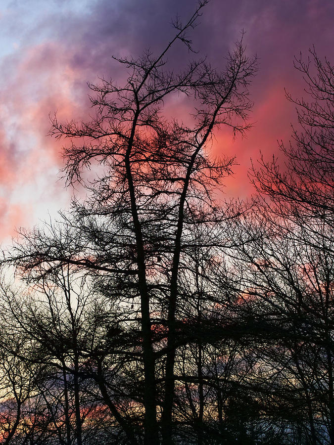 Trees backlit by threatening clouds at sunset. Photograph by Rob Huntley