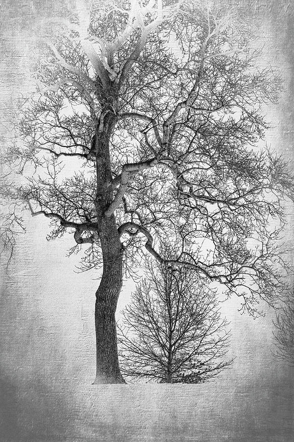 Trees-Beauty of Trees bw Photograph by Judy Wolinsky