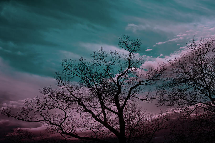 Trees Before Sunrise Photograph by Bob Orsillo