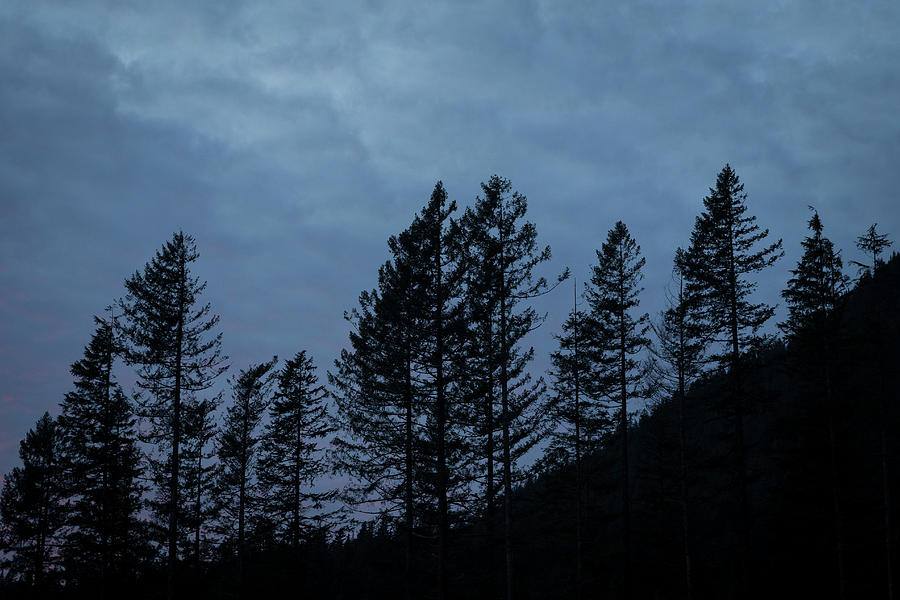 Trees before the Sun. Photograph by Jim Whitley