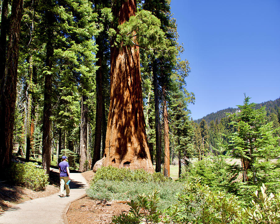 Trees Between Meadows along Crescent Meadow Trail in Sequoia National Park, California  Photograph by Ruth Hager